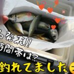 〚周防大島〛今、アジ＆サバ釣れてます😑釣れてるのは○○港で釣れる時間帯は??