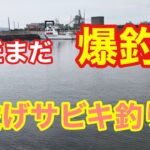 まだまだ爆釣な投げサビキ釣り 衣浦湾