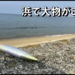 思わず飛びついく浜の大物！サーフで投げたこのルアーが凄い！