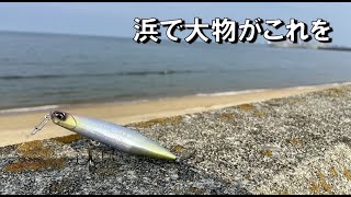 思わず飛びついく浜の大物！サーフで投げたこのルアーが凄い！