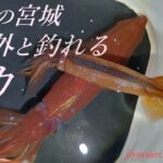 【宮城県でイカが釣れる】高級イカが漁港から釣れている