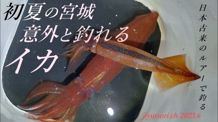 【宮城県でイカが釣れる】高級イカが漁港から釣れている