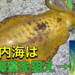 【エギング　しまなみ海道】今がハイシーズン！瀬戸内海はこの海藻を狙え！