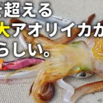 エギングで狙えるアオリイカの最大サイズって何㎏？実は相当ヤバいモンスターが居ます。