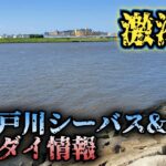 旧江戸川】湾奥シーバス情報!激濁りです。