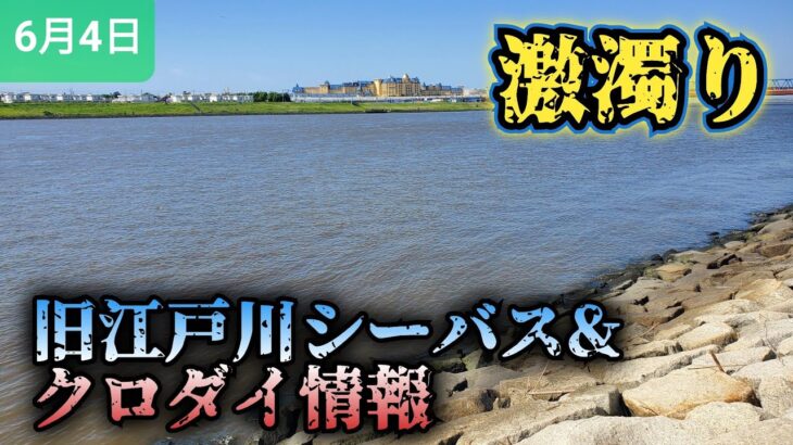 旧江戸川】湾奥シーバス情報!激濁りです。