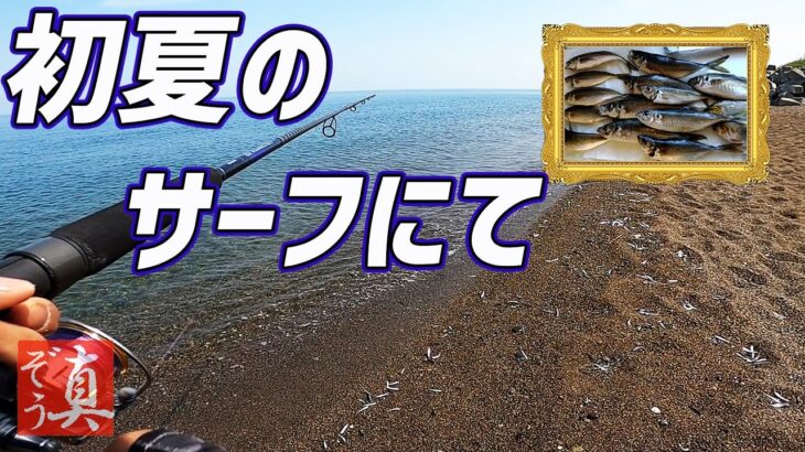 サーフからサビキ釣りデカアジ大漁です!!