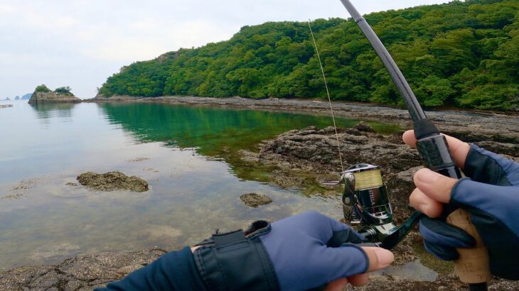 藻場に集う春の大型アオリイカを狙う！リアルエギング釣行 和歌山 南紀エリア “終結編”