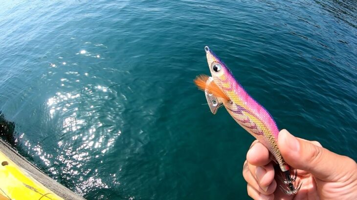 【エギング】 巨大イカの巣窟でした