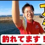 調川港でサビキ釣り!!【つり具のまるきん釣り情報】