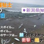 釣り・料理日記　衝撃の超ボイル…。サーフに打ち寄せる大量カタクチを求めて青物・シーバスボイル祭り！！