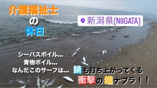 釣り・料理日記　衝撃の超ボイル…。サーフに打ち寄せる大量カタクチを求めて青物・シーバスボイル祭り！！