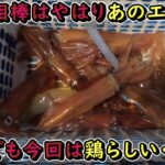 【福井県小浜市 イカメタル】今回はエギよりも鶏で大剣釣れていた!!!エースエギ奮闘!!!