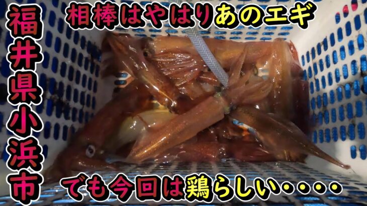 【福井県小浜市 イカメタル】今回はエギよりも鶏で大剣釣れていた!!!エースエギ奮闘!!!