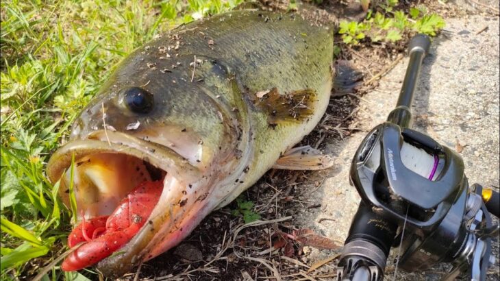 【バス釣り】春から夏に釣れまくってしまうザリ系ルアー。本当は教えたくない簡単に釣れる使い方を解説しながら実釣した結果。【メガバス】【まるで生物】【これで釣れなきゃ諦めろ】