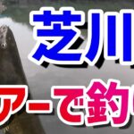 【芝川】でルアーで釣り。