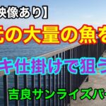 足元の大量の魚をサビキ仕掛けで狙うと？【水中映像あり】吉良サンライズパーク 三河湾