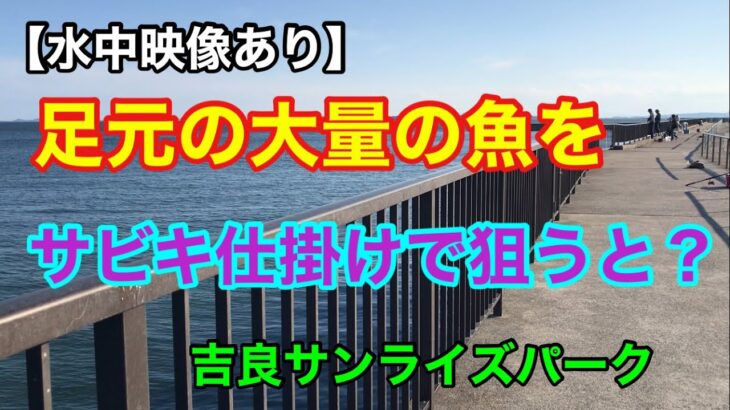 足元の大量の魚をサビキ仕掛けで狙うと？【水中映像あり】吉良サンライズパーク 三河湾