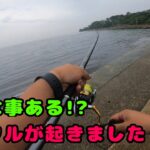 【春イカ】まさかのミラクルが！この興奮を伝えたい