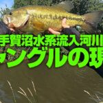 ジャングルの現在【手賀沼バス釣り調査】