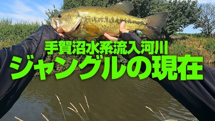 ジャングルの現在【手賀沼バス釣り調査】