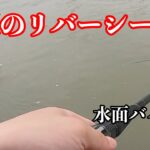 梅雨入り初夏に狙うリバーシーバス！！調査釣行で…【シーバス】【リバーシーバス】【山口】