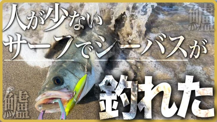 最近の仙台サーフどう？久しぶりに行ったらシーバスが釣れました【釣り　宮城】