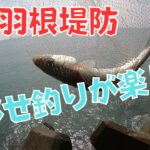 サビキ釣りからの泳がせ釣り