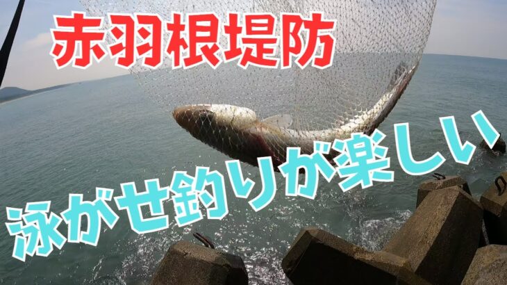 サビキ釣りからの泳がせ釣り