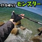 【真昼のランカー】マゴチ、シーバス、巨大サヨリの群れにつく魚達、晴天初夏のサーフゲーム