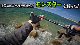 【真昼のランカー】マゴチ、シーバス、巨大サヨリの群れにつく魚達、晴天初夏のサーフゲーム