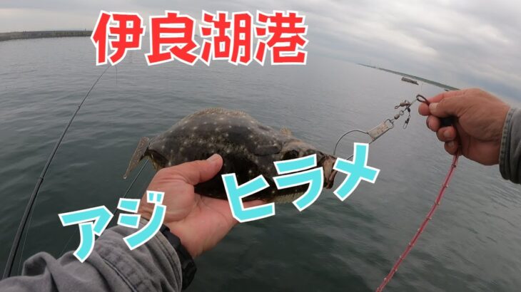 伊良湖でサビキ釣り