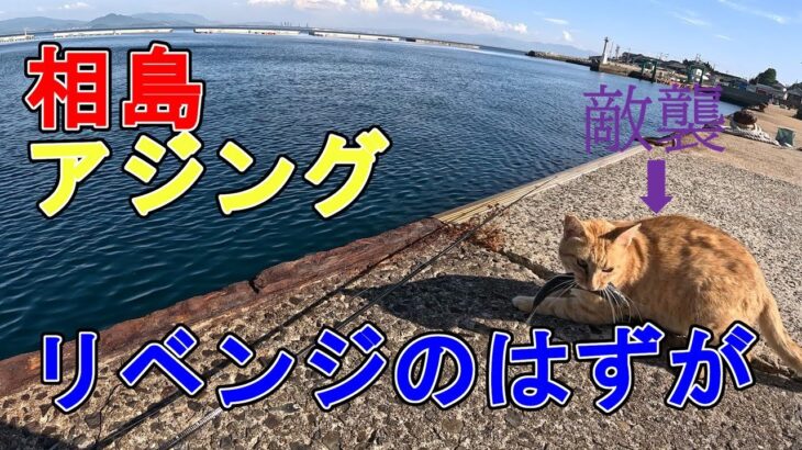 アジングリベンジ＠相島のはずが・・・【アジング/猫/相島/釣り】