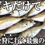 朝マズメにサビキを投げたら金アジが連発した！集魚剤もアミコマセもウキもカゴもいらないサビキ釣り！アジを狩る最強釣法！