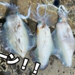 【エギング】昼間にデカアオリが連発する地磯が凄かった！