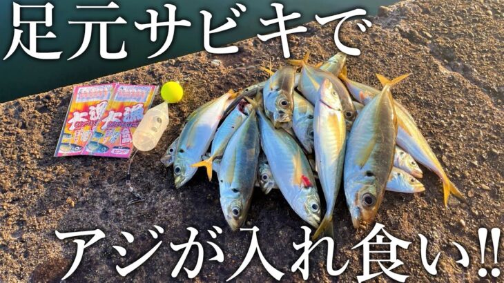 足元でアジが入れ食い！100円のサビキで無限アジ釣りが楽しめる堤防がスゴすぎました