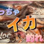 三陸イカ爆釣て聞いたから！行ったったら116杯イカ釣れた‼