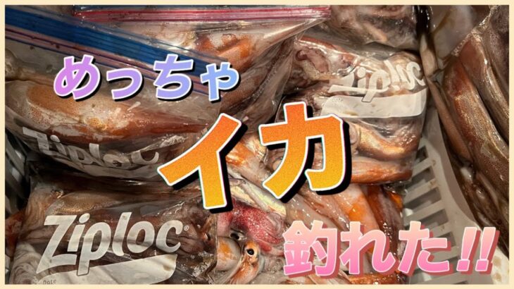 三陸イカ爆釣て聞いたから！行ったったら116杯イカ釣れた‼