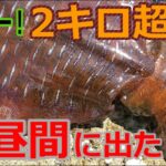 【エギング】真昼間に出た！2キロ超え！