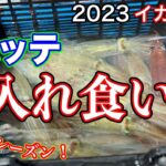 2023[イカメタル]最強スッテ！数釣りにはコレっ！