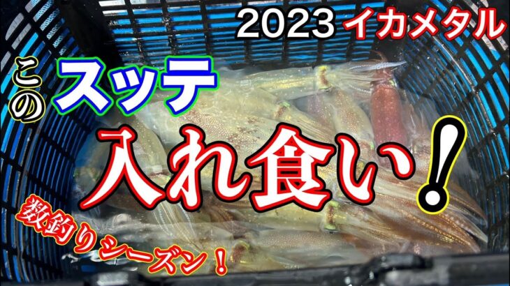 2023[イカメタル]最強スッテ！数釣りにはコレっ！