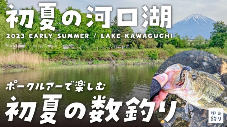 【2023年河口湖オカッパリ】ポークルアー「豚うなぎ」で初夏の数釣りを楽しむ【河口湖バス釣り】