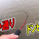 本命シーバスを狙い通りにゲット！ルアーローテで釣れるパターン確立！･･･だがしかし？〈2023年6月下旬〉