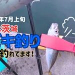 【2023年7月上旬】茨城県 北茨城市 人気の漁港でサビキ釣り（うきサビキ） 水中動画
