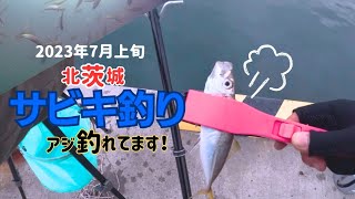 【2023年7月上旬】茨城県 北茨城市 人気の漁港でサビキ釣り（うきサビキ） 水中動画