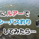 昼間にルアーでシーバス釣りしてみたら…【2023年7月10日】