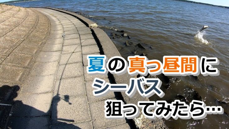 夏の真っ昼間にシーバス狙ってみたら…【2023年7月2日】