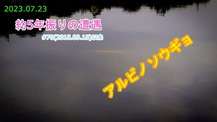 シーバス釣り　#288 約5年振りのアルビノソウギョとの遭遇