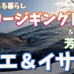 釣りのある暮らしスロージギング日記＃34〜芳美丸でクエ＆イサキ狙い〜