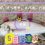 釣り　5目釣達成で感無量